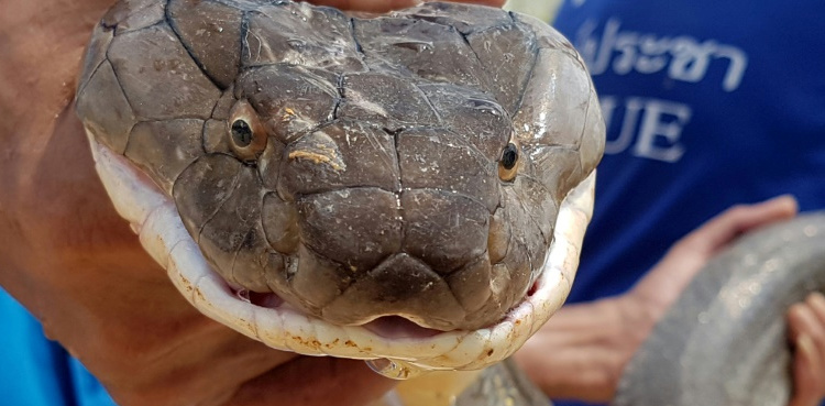 King cobra escape shuts down Swedish zoo
