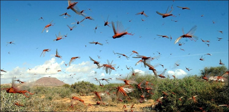 Swarms of locusts attack standing crops in Sahiwal
