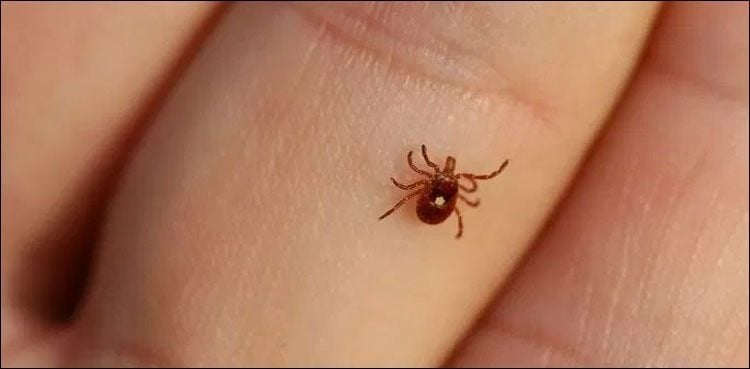 Nine Congo virus patients shifted to Karachi from Quetta: YDA