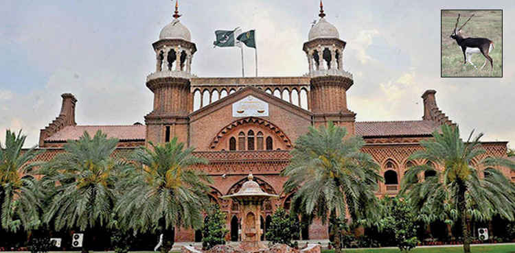 Lahore High Court prohibits hunting of black bucks