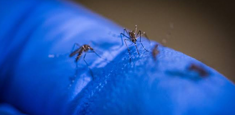 Punjab reports 174 dengue fever cases, most in Lahore