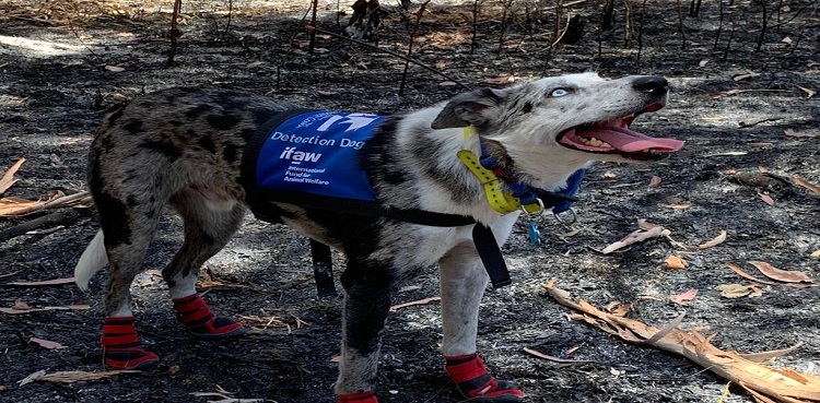 'Bear' the dog helps find koalas injured in Australian bushfires
