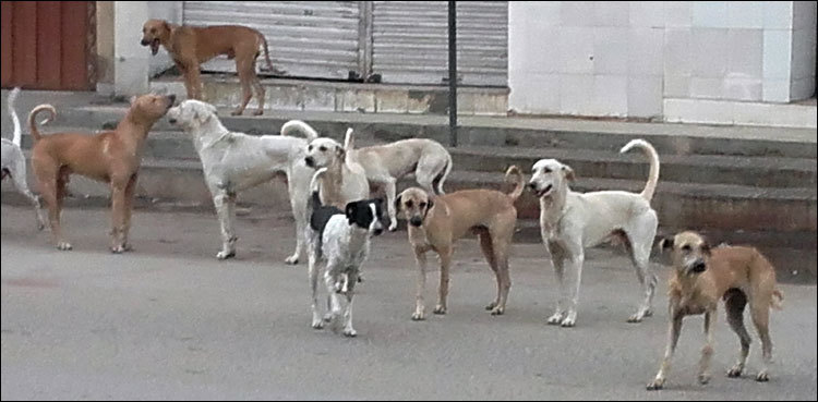 Stray dogs bite nine people in Larkana