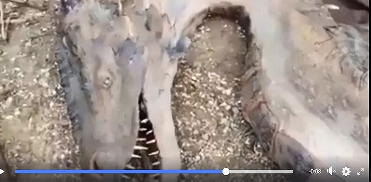 Was a dead dragon found in the Philippines?