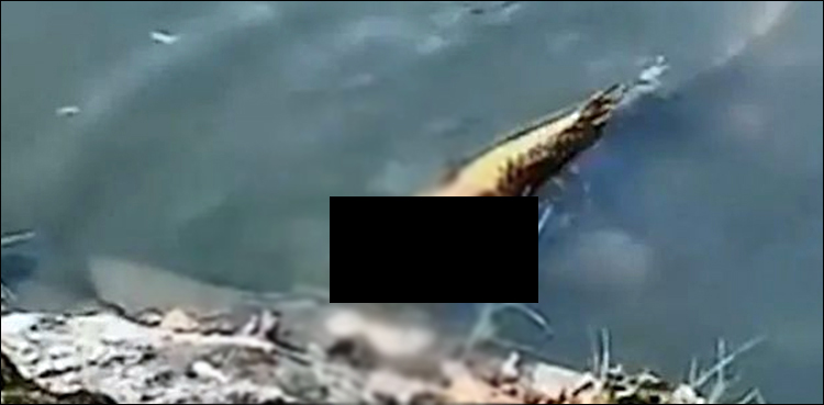 'Fairy' or Mermaid?: Fish with human face spotted in lake