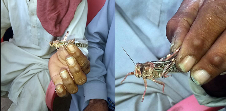 Swarms of locusts land in Larkana after other districts of Sindh
