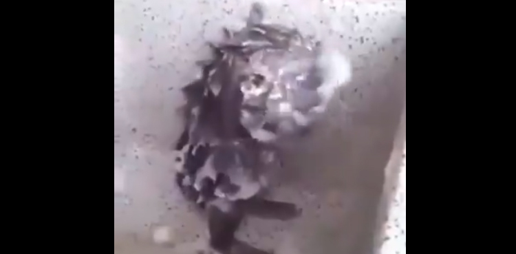 WATCH: Stuart Little or Jerry? Viral video shows mouse taking a bath like humans