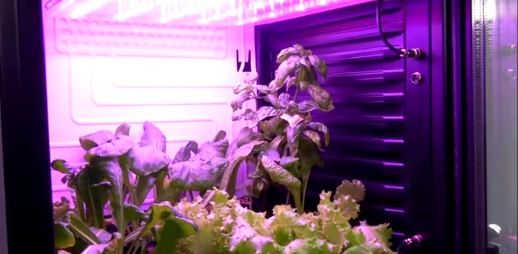 Lab grows mustard plants for Mars