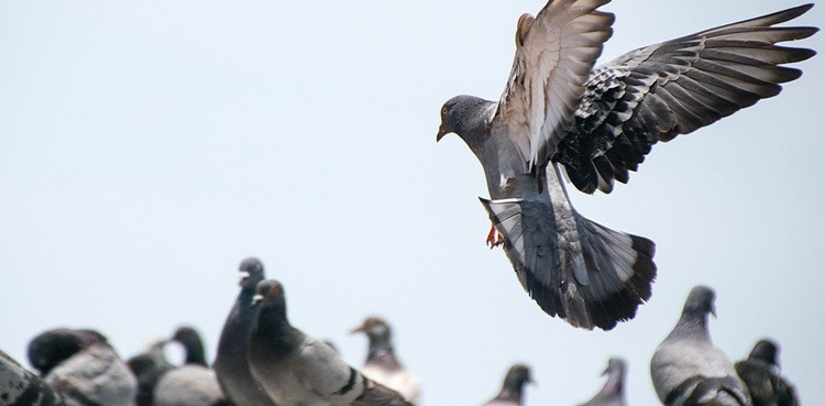 These pigeons own property worth millions in India