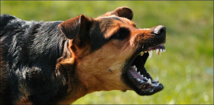 27 fall victim to dog-bite in Rahim Yar Khan during 3hrs