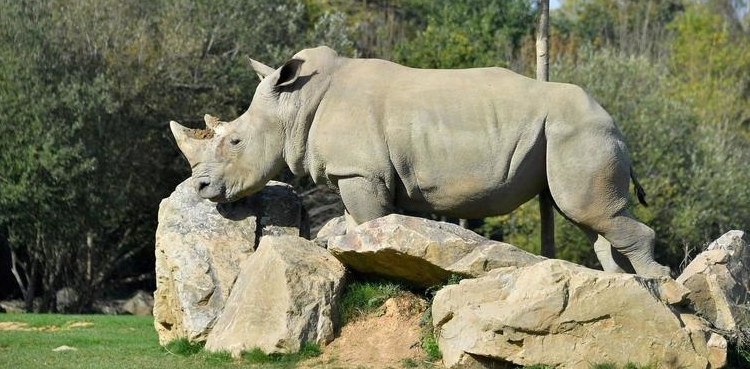 World's oldest captive white rhino dies