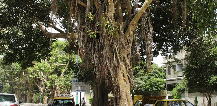 Govt declares Karachi's Banyan trees 'protected heritage'