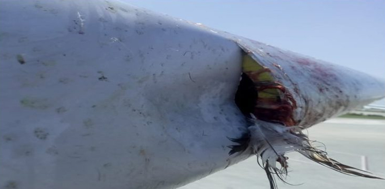 Over 45 planes affected by bird strikes in Pakistan this year: report
