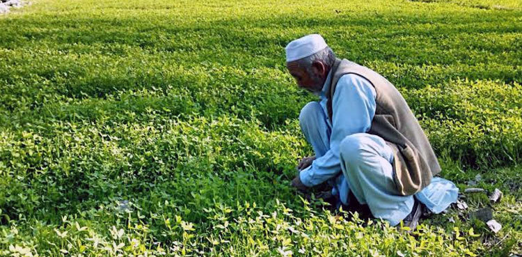 'Sufficient fertiliser stocks available for Rabi season'