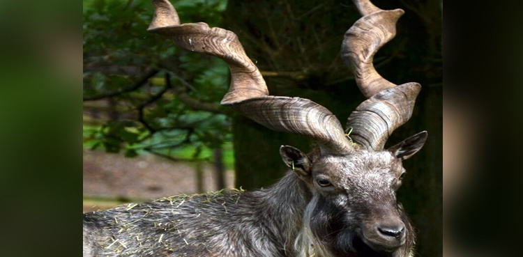 Trophy Hunting: Spanish hunter kills Markhor in Gilgit
