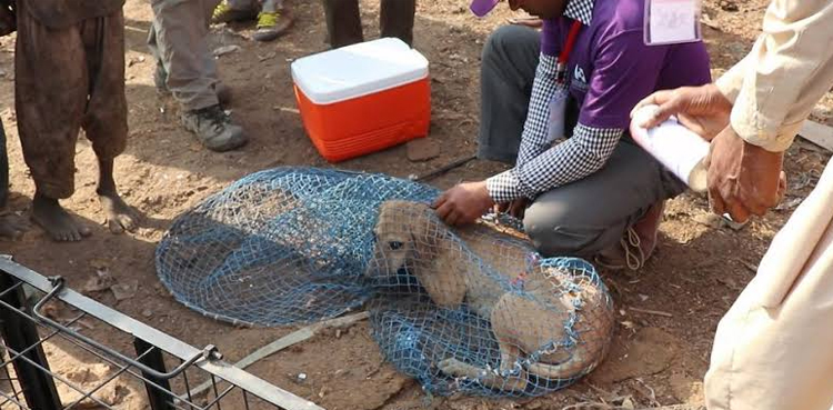 SHC seeks action plan for controlling stray dogs' population