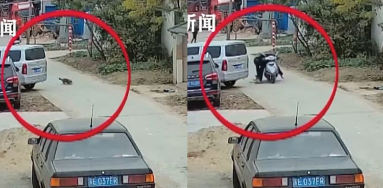 Restaurant owner steals dogs by killing them with toxic darts to prepare 'dog dishes'