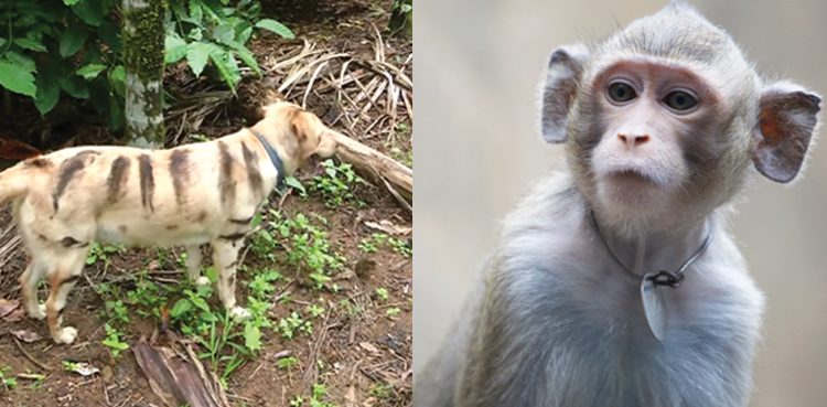 Farmer in India paints dog to look like tiger to frighten monkeys