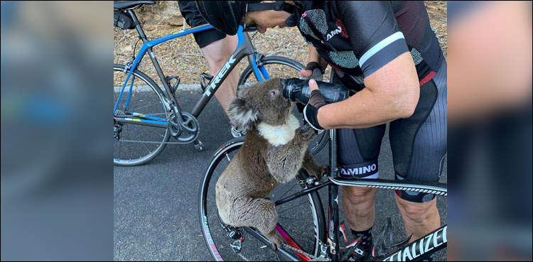 WATCH: Thirsty Koala begs cyclist for water