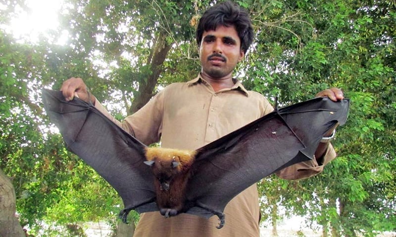 Farmers kill dog-like bats attacking agriculture farms in Sujawal village