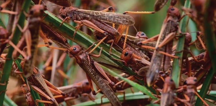 Swarms of locusts reach Quetta, other parts of Balochistan