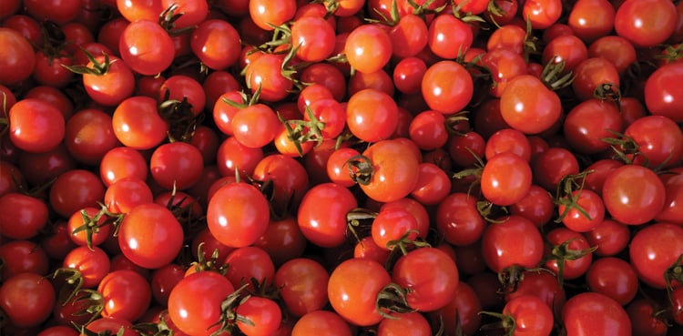 Hailstorm, rains damage tomato crop