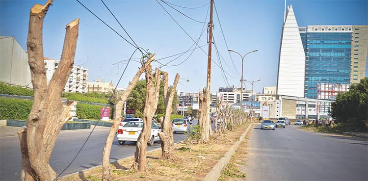 SHC summons Mayor Karachi in BRT tree-cutting case