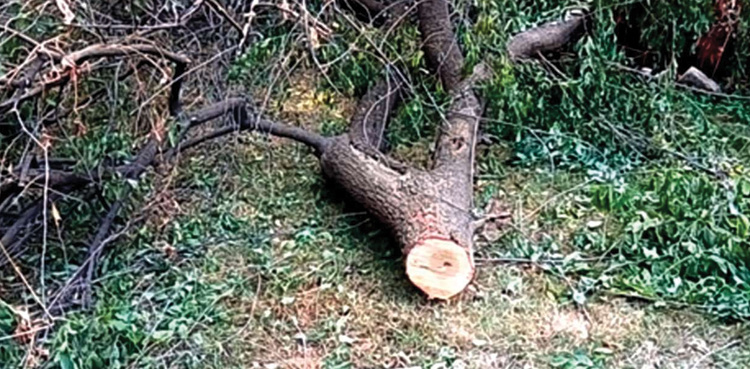 LHC bars Punjab govt from cutting trees for construction of bridges, underpasses