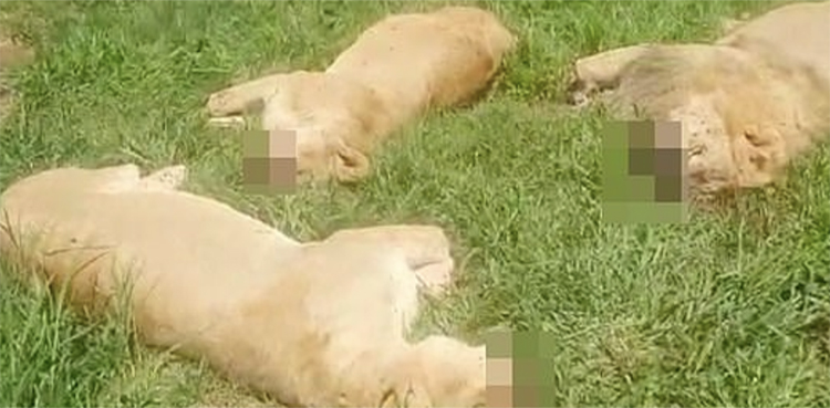 Poachers kill 16 lions using poisonous chicken