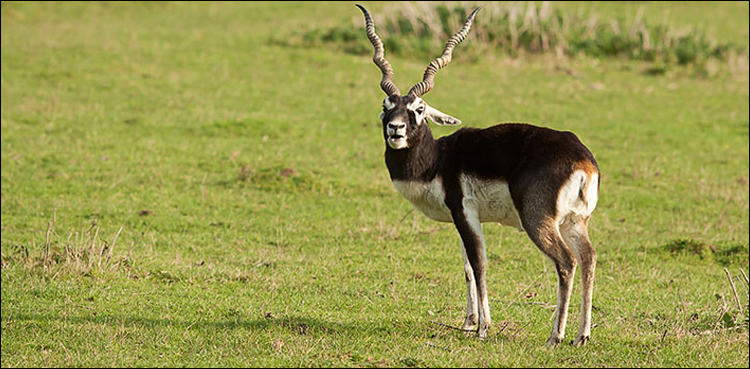 LHC takes notice of deterioration of Lal Suhanra Park