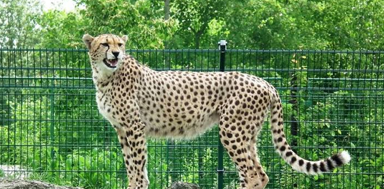 'Shut zoo, if animals not safe': PHC reprimands authorities on cheetah death