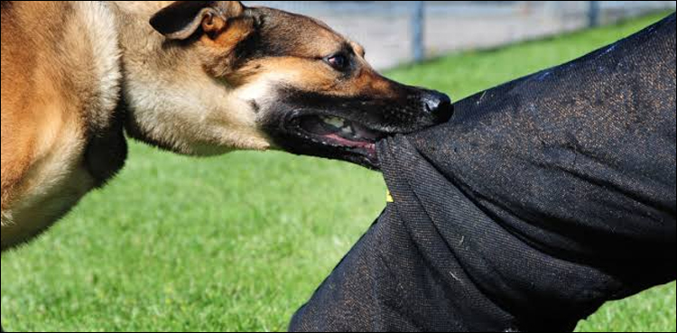 Stray dogs bite 26 people in single day in Larkana: sources  