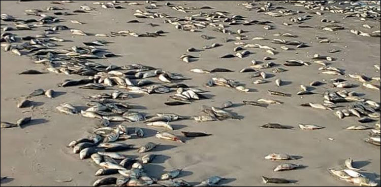 Poison fishing leaves thousands fish dead in Sukkur Barrage canals