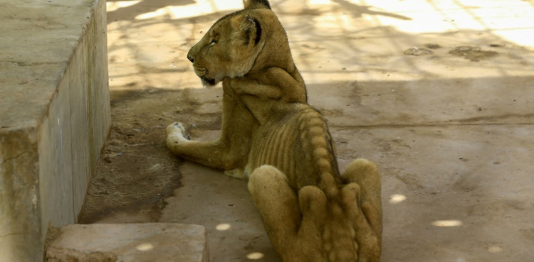 One of five malnourished lions dies in park