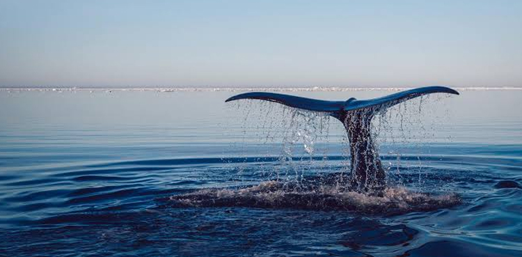 Oceans were hottest on record in 2019