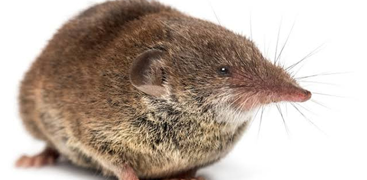 Eight deaths blamed on shrew-borne disease