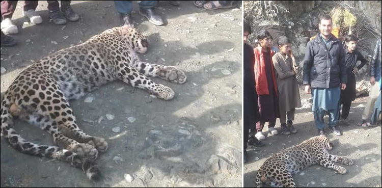 Snow leopard shot dead by locals in Swat