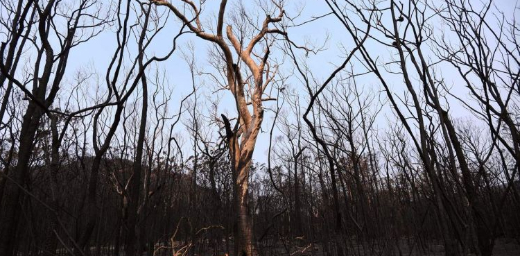 Thousands ordered to flee as bushfire burns in Australia's south