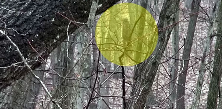 WATCH: Bigfoot sighting in 2020, video goes viral