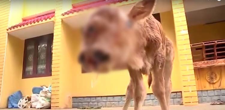 WATCH: Mutant calf born with two heads baffles villagers
