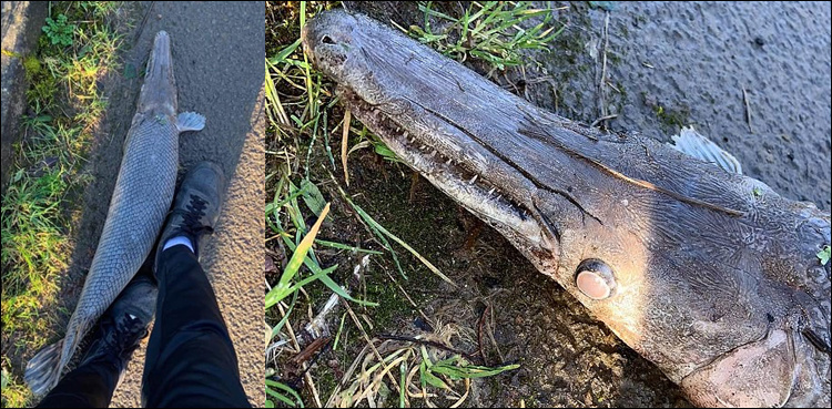 Strange half-alligator, half-fish creature spotted on canal bank