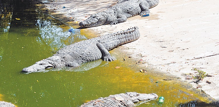 Seven crocodiles die in a single day at Bahawalpur Zoo