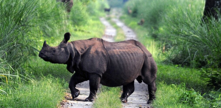 Five rhinos die from suspected anthrax infection in India