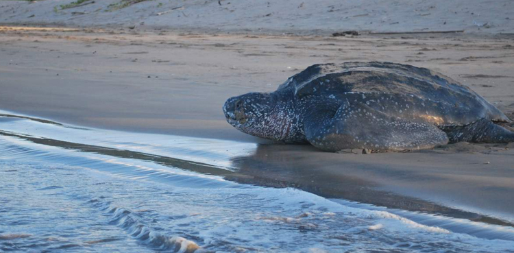 Rare turtle released back into sea in Thatta