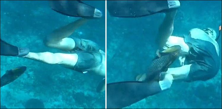 Divers come under attack from furious fish near Bali