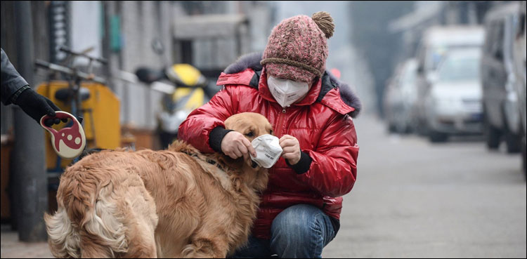 Dog dies in Hong Kong after release from coronavirus quarantine