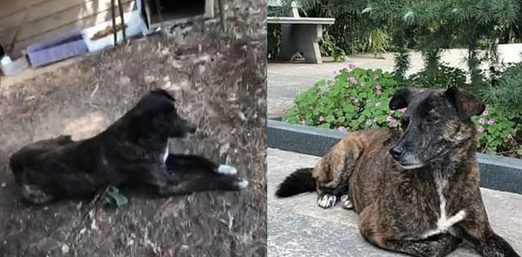 Loyal dog waits for its owner outside their home for three years