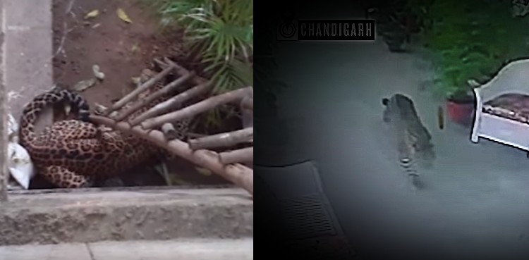 Lackadaisical leopard strolls into Indian residency, caught shortly after