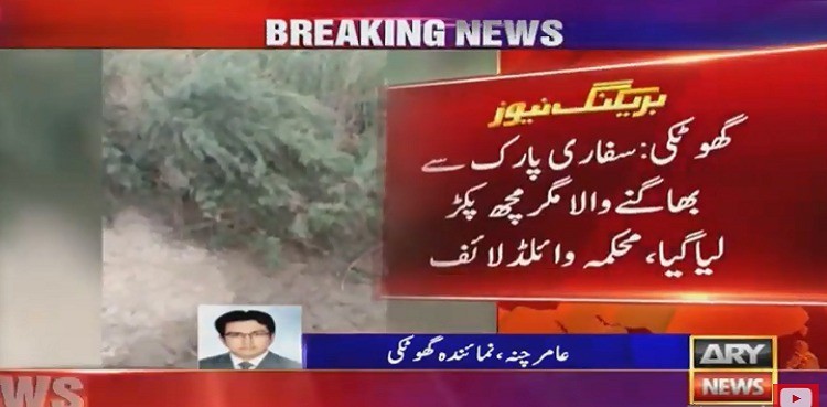 Massive alligator caught from village in Sukkur after eight days