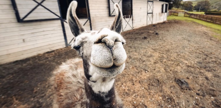 WATCH: Zoom conferences featuring animals supply comic relief